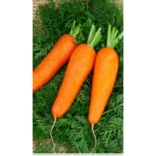 Морковь Шантанэ 2461 2г б/п ВХ
