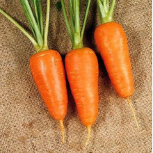 Морковь Шантенэ 2461 10г з/п ПП